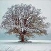 Seasons